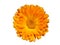 One calendula orange flower isolated on white