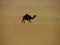 One camel alone in the desert