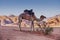 One Camel In Desert