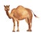One camel desert watercolor illustration