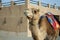 One camel in a museum of Shindagha area, Dubai, UAE