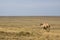 One camel in a steppe