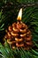 One candle like pine cone