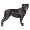 One cane corso dog isolated on white background