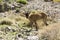 One Capra aegagrus cretica wild animal in Greek mountains, curious face