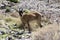 One Capra aegagrus cretica wild animal in Greek mountains, curious face