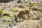 One Capra aegagrus cretica wild animal in Greek mountains, eating grass on stones