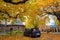 One car parked under a tree in the courtyard of the Oslo Cathedral in the autumn The trees in the garden