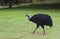 One Cassowary male, flightless bird