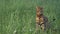 The one cat bengal walks on the green grass.