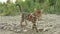 One cat bengal walks on the green grass. Bengal kitty learns to walk along the forest. Asian leopard cat tries to hide