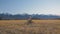 One caucasian children walk with bike in wheat field. Little girl walking black orange cycle on background of beautiful