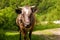 One caw grazing in the field of green grass.