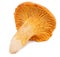 One chanterelle mushroom on a white background.