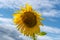 One cheerful sunflower on sky with clouds. Autumn concept