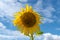 One cheerful sunflower on sky with clouds. Autumn concept