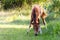 One chestnut brown baby horse grazing in grassy field