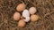 One chicken hatching from the egg - time lapse