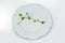 One  chickpea green fresh vitamin seedling small portion raw diet on a white plate