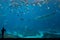 One Child Silhouetted In Front of Whale Shark Tank