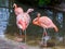 One chilean flamingo expressing dominant and aggressive behavior, the other flamingo looking scared and frightened, tropical birds