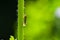 One cicada in backlight on stalk in green nature