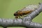 One Cicada Perched on a Grey Branch - 13 year 17 year - Magicicada