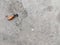 One cigarette on the cement floor.