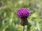 One close up purple field thistle closeup on green bokeh background Floral green-violet background. Pink thorny thistle