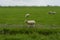 One close up sheep in the foreground with a group of white sheeps grazing in the background. Pure dutch landscape with vibrant