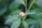 One closed purple peony Bud with dew drops close-up