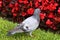 One closeup feral pigeon or city dove in green grass before magnificent red flowers in a park