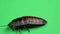 One cockroach spinning on its back and trying to stand on its paws. Green screen. Close up