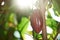 One cocoa pod on farm tree