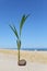 One coconut palm sprout growing on the portuguese