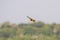 one colorful bee-eater (Merops apiaster) flies through the air hunting for insects