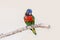 One colorful little lorikeet parrot sitting on tree branch and looking in camera. Beautiful wild tropical animal bird. Beauty of a