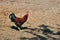 One colorful rooster male chicken free roam outdoors, daylight. Hay on ground