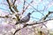 One Columbidae or Columba livia bird hold on sakura cherry blossoms in soft pink color branch ,focus close up to one rock pigeon b