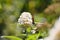 One Comma     Polygonia c-album  , butterfly on white summer lilac in nature