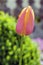One common beautiful spring pink orange tulip in bloom in the garden