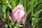 One common beautiful spring pink tulip in bloom in the garden, sunlight