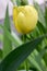 One common beautiful spring yellow orange tulip in bloom in the garden