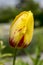 One common beautiful spring yellow and red tulip in bloom