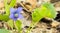 One Common blue violet on forest floor in Spring