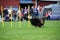 One competition in agility for dog