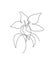 One continuous line drawing beautiful abstract orchid flower. Minimal fresh beauty natural concept. Home wall decor, poster, tote