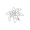 One continuous line drawing of beauty fresh perennials lilium for garden logo. Printable decorative true lilies flower for home