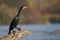 One cormorant bird (Phalacrocorax carbo) with shiny black plumage in backwater area on sunny day