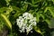 One corymb of white flowers of European elderberry